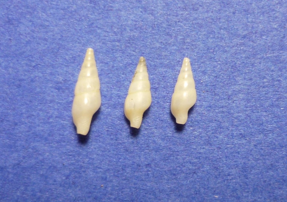 Mitrella minor